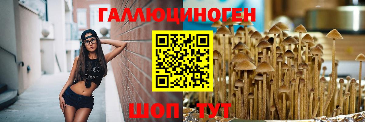 Галлюциногенные грибы Psilocybe  Вход с VPN  Кизляр 
